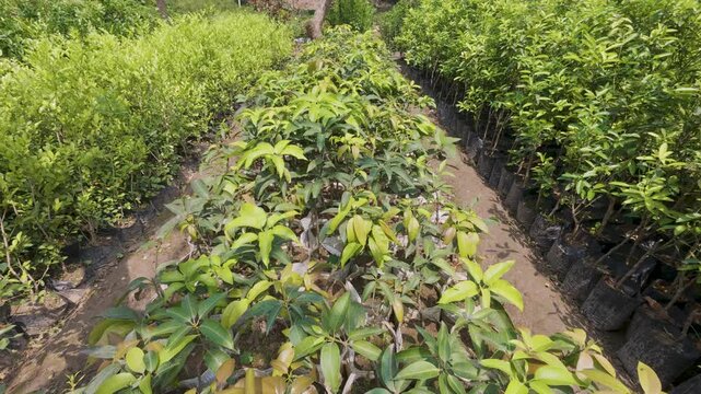 Displays a nursery scene featuring young grafted mango trees farm 4k video.