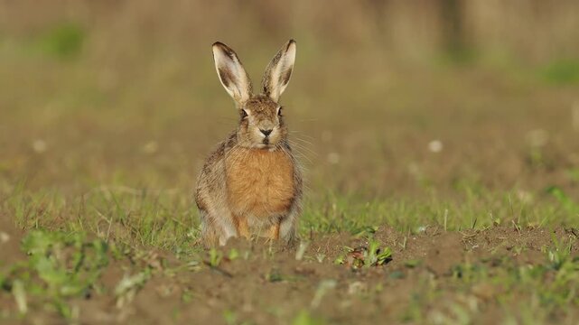 European Brown Hare grazing in Norfolk (UK) farmland. Close up golden evening light