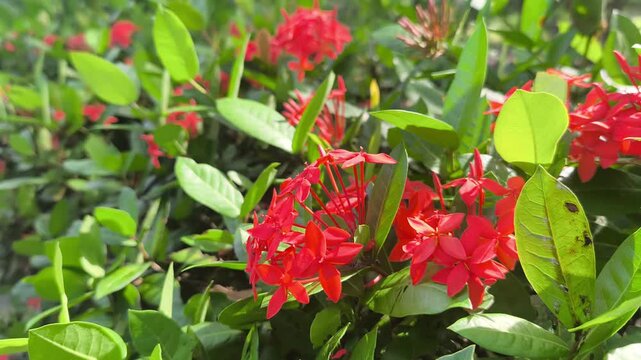 Vibrant Ixora coccinea blooms showcase dense red flower clusters. These jungle geraniums thrive in tropical sunlight. The evergreen shrub adds brilliant color to lush garden landscapes.