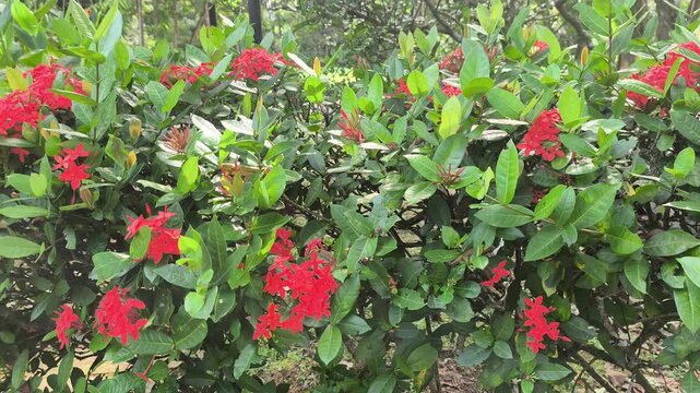 Vibrant Ixora coccinea blooms showcase dense red flower clusters. These jungle geraniums thrive in tropical sunlight. The evergreen shrub adds brilliant color to lush garden landscapes.