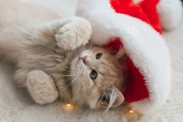 kitten, Santa hat, Christmas hat, Christmas kitten, festive kitten, holiday kitten, cute kitten, adorable kitten © Гульназ Нурмехамитов