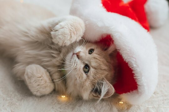 kitten, Santa hat, Christmas hat, Christmas kitten, festive kitten, holiday kitten, cute kitten, adorable kitten