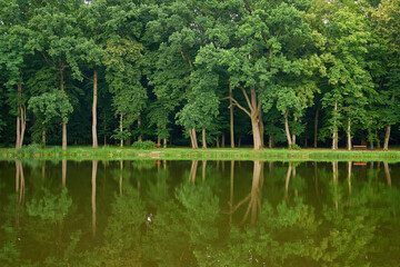 Fototapeta premium Green trees reflected in calm lake under blue sky with clouds in summer. Concept of peaceful nature, scenic landscape and outdoor tranquility.