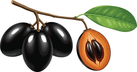Jamun fruit branch with leaf and cut slice black plum tropical food illustration isolated © MdRissalat