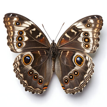Stunning detailed top view of a dark brown tropical owl butterfly specimen showcasing intricate eyespots and delicate wing margins against a stark white background for scientific study.