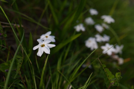 Spring starflowers are in full bloom