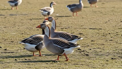 Fototapeta premium A serene flock of wild geese, with their distinct grey and white plumage, gracefully walking across a sunlit, earthy field, foraging and exploring their natural outdoor habitat