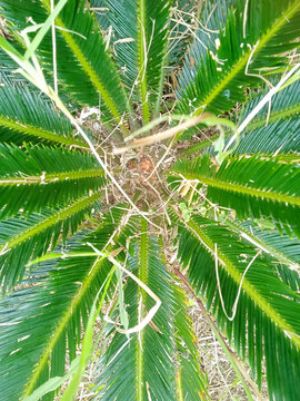 Top view (bird's eye view) of a lush green cycad plant, most likely&nbsp;Cycas revoluta&nbsp;or&nbsp;Dioon edule, with distinctive pinnate compound leaves neatly arranged in a circular pattern (e