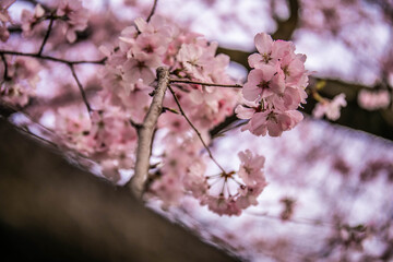 Fototapeta premium 桜
