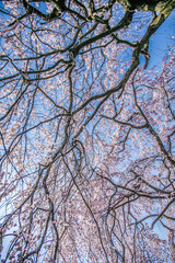 Obraz premium 桜