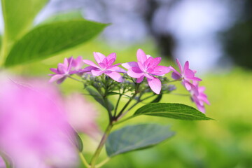 Obraz premium 輝く緑と美しい紫陽花