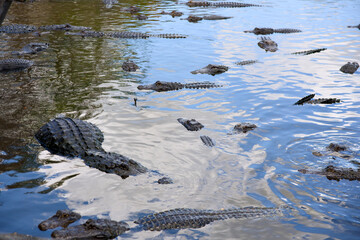 Naklejka premium Several American alligators swimming together in calm reflective water