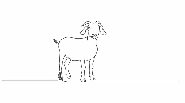 Eid al Adha Goat One Line Animation Qurbani Animal Minimal Line Art