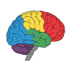 Fototapeta premium Colorful human brain illustration showing different lobes.