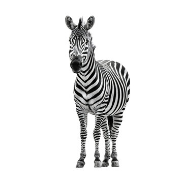Professional Black and White Zebra Standing Isolated on White Background Image