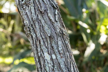 Fototapeta premium Tree bark texture with lichen natural forest background