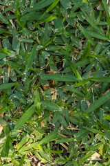 Fototapeta premium Green grass texture background with dense natural pattern