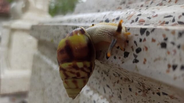 A tiny red snail with a charming appearance, slowly moving across a surface while showcasing its delicate shell and soft body.