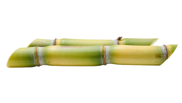 Vibrant green and yellow sugarcane stalks, neatly arranged and isolated on transparent background for agricultural and food related designs