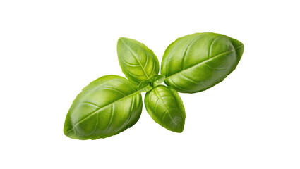 Fototapeta premium Vibrant green basil sprig with textured ovate leaves displaying natural veining and a fresh aroma, isolated on transparent background for culinary designs