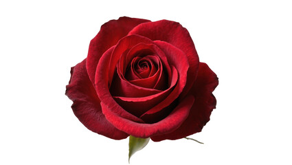 Naklejka premium Vibrant crimson rose blossom with tightly curled petals and lush green stem, isolated on transparent background for floral designs and Valentine s Day