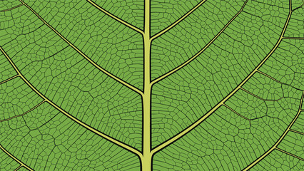 Obraz premium Macro view of a vibrant green leaf highlighting the complex network of veins and cells in a beautiful natural geometric pattern for botanical study.