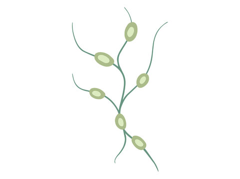 Hand Drawn Swollen Lymph Nodes