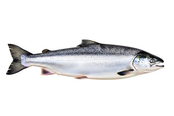 Obraz premium Atlantic salmon fish isolated on transparent background