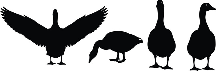 Black silhouette illustrations of domestic geese and ducks in various poses including wings spread, grazing, and standing isolated on a white background for design. © MstLata