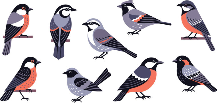 Colorful small bird collection with different species and poses, flat vector illustration set of songbirds in modern minimal style
