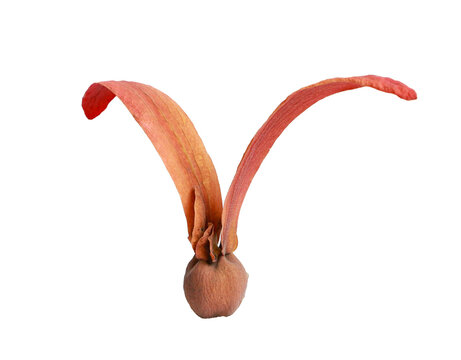 Forest Dipterocarpus fruits in dry season, fallen seeds, isolated on transparent background