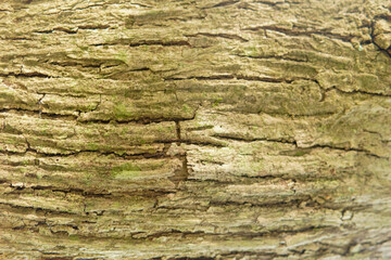 Fototapeta premium Closeup Tree Bark Texture Background With Rough Wood Surface and Natural Details. Close-up of Natural Wood Bark Surface with Rugged Texture