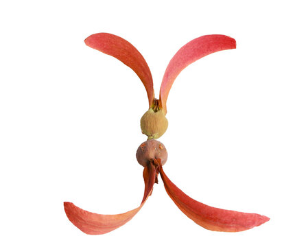 Dipterocarpus seeds falling in dry season, natural forest elements, isolated on transparent background