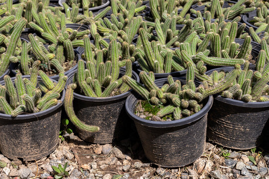Echinopsis Chamaecereus Cactus in Nursery Pots