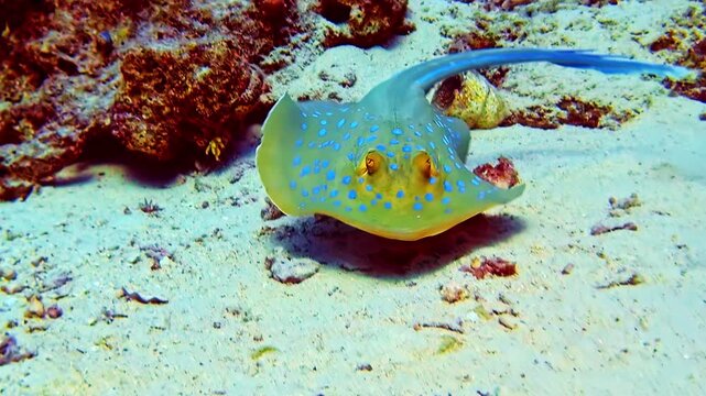 A bluespotted ribbontail ray moves across sand, stingray swimming in Red Sea, Egypt