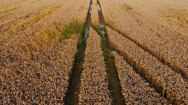 Drone shot of waterlogged crops in Lithuania showing impact on agriculture