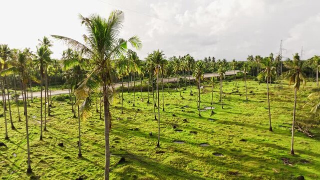 Aerial of palm field near road, Palawan Philippines showing tropical landscape