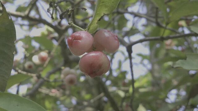 rose apple tree