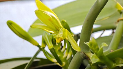 Fototapeta premium Vanilla flowers in the garden.