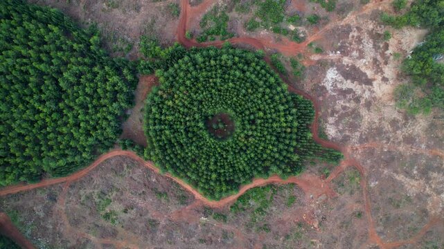 Aerial view of a forest experimental plot with circular planting pattern in a post-harvest area, showing tree spacing design used in forestry research in T&uuml;rkiye.