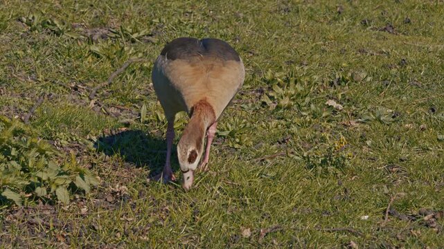 Egyptian goose wild bird animal on the ground, wildlife nature scene on the sunny day with grass