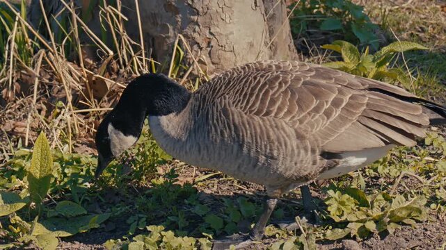 closeup view of brant brent goose wild bird animal on the ground, wildlife nature scene on the sunny day with grass