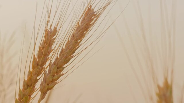 Closeup of two ripe wheat ears gently swaying in the wind, their long awns catching soft golden light against a smooth blurred background.