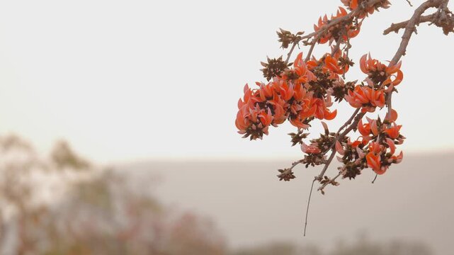 A branch filled with vibrant orange Palash blossoms sways gently in the wind, set against a soft blurred background with a calm natural outdoor atmosphere.