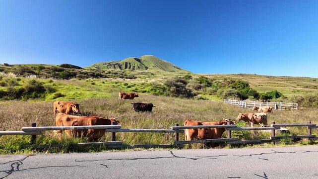 水浴びをする阿蘇のあか牛