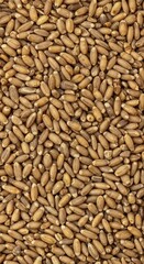 Fototapeta premium Detailed macro shot displaying a uniform, natural texture created by thousands of loose, dried cereal grains scattered evenly, golden, scattered, cereal