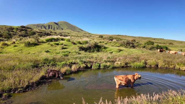水浴びをする阿蘇のあか牛