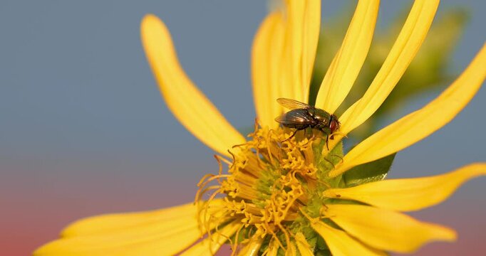 Housefly cleaning itself on a yellow wildflower close up view.