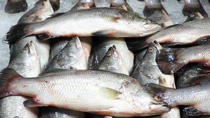 Fototapeta premium Fresh Raw Sea Bass Fishes.