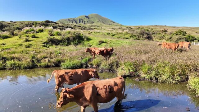 水浴びをする阿蘇のあか牛